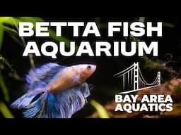 My 5 Gallon Betta Aquarium | Aquarium Co-op Filter, Air-Pump, Heater and More!