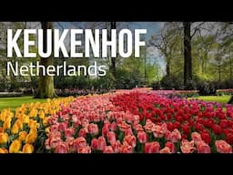 Tulip Season in Amsterdam | Exploring Keukenhof Gardens