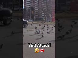 Invasion of the Birdie Snatchers