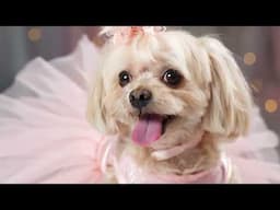 Veo 2 demo | Dog in ballerina costume