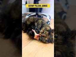 Catnip Pillows Are The Best #cats #cat #funnycats #catshorts