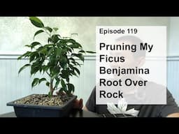 Episode 119, Pruning My Ficus Benjamina Root Over Rock