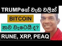 TRUMP ගේ වැඩ වලින් CRYPTO තව වැටෙයි ද? | RUNE, XRP, AND PEAQ