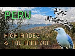 Bird Watching in the High Andes and the Amazon, Peru, South America