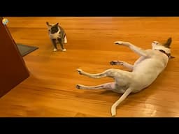 NEW FUNNY CATS and DOGS 🐱🐶 Funniest Animals Videos 2024