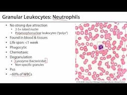 Leukocytes