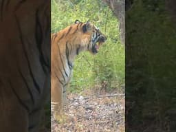 Dad on duty - Looking for the cubs playing nearby #bandhavgarhtigerreserve #bandhavgarhsafari