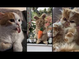 Cute and funny CATS.🐱 And Some Just Interesting Moments.😻Videos🔶 Сompilation # 35🔶