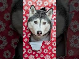 Watch My Huskies Take On The Ultimate Christmas Wrapping Paper Challenge!