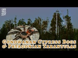 Gondwanan Cypress Bogs & Patagonian Tarantulas