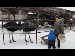 THE WOMAN LIVES ALONE IN THE SNOWY MOUNTAINS | LIFE WITH OSTRICHES