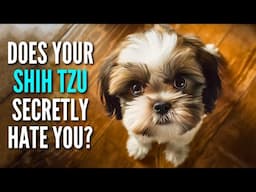 20 Signs Your Shih Tzu May Actually HATE You!