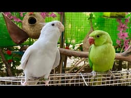 Honking Cockatiel Loves and Entertain Baby Parrot