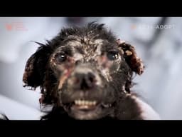 Dog With Diseased Face Finds Hope & Love