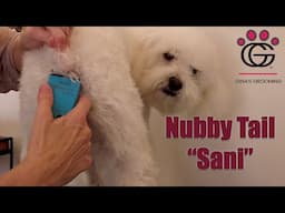 Nubby Tail Sanitary Trim - shaving under a nubby butt (with Odie the Cockapoo!)