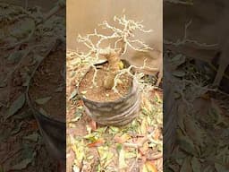 Wiring process #bonsai #bonsaitree #gardening #bonsai is my passion