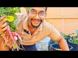 French and Italian Radish Harvest! | Gardening in Trinidad and Tobago