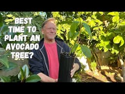 When is the Best Time to Plant A New Avocado Tree?