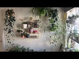 Houseplant tour summer 2023 | New family member | Garden Ideas & DIY