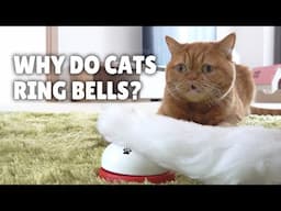 Why Do Cats Ring Bells?| Kittisaurus Villains