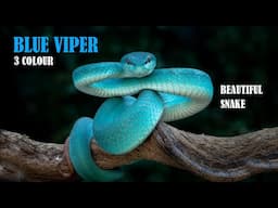 Blue Viper | White Lipped Pit Viper