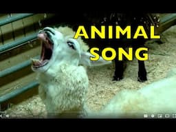 ANIMAL SONG for CHILDREN / Learn ABC ALPHABET LETTERS Part D / EDUCATIONAL (TODDLERS, PRESCHOOL, K-2