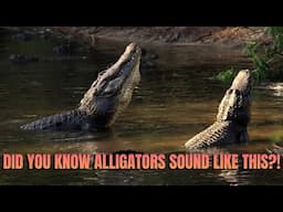 Alligators Calling - Alligator Sounds - Gators Bellowing to Attract Mates