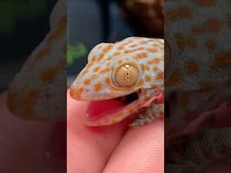 New baby TOKAY GECKO!