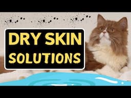 Why Does My Cat Have Dry Skin? (Causes & Prevention)