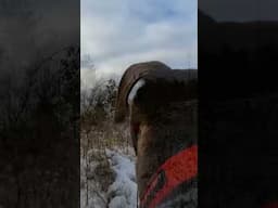 Dog's GoPro Fails in Freezing Forest!