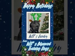 WCC #Shorts: Happy Holidays from WCC's 2024 Advanced Training Dogs! #FurTheLoveOfVeterans