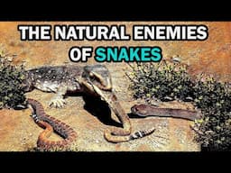 The Top 10 Natural Enemies Of Snakes That Terrify Them