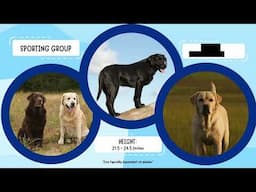 AKC Meet the Breeds with Bailey: Labrador Retriever