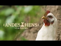 Andes hens by Circus Grey for La Calera