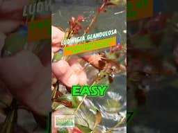 FAST GROWING EASY RED AQUARIUM PLANT!