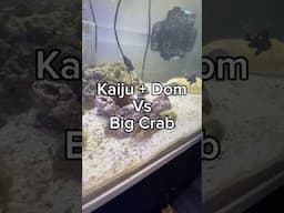 Kaiju and Dom vs a tough crab!!