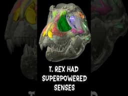 Why T. Rex had superpowered senses