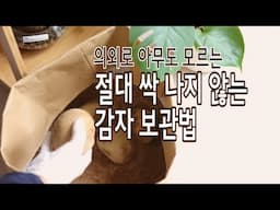 냉장고없이 식재료 오래 보관 꿀팁/제로웨이스트 감자보관법 /살림노하우