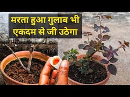 गुलाब को मरने से कैसे बचाएं | How To Save Dying Rose Plant