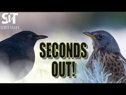 The Garden Showdown: Fieldfare vs Blackbird