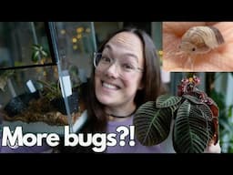 Terrarium plants and king panda isopods | Plant with Roos