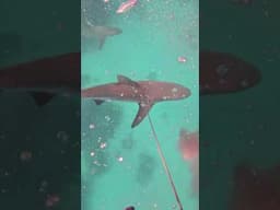 Shark Frenzy Steals My Fish