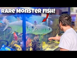 I Found MONSTER FISH At Local PET STORE!