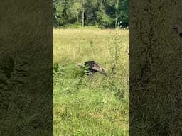 Turkeys grazing in Mid-Michigan #nature #michigan