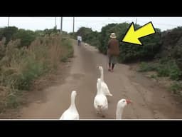 Loyal Geese Melt Hearts Acting As ‘bodyguards’ For Sweet Grandma