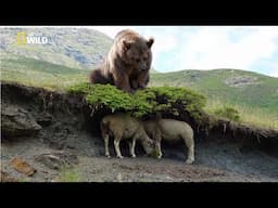 National Geographic | Giant Prehistoric Bear | New Documentary HD 2018