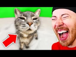 FUNNIEST Animals on The Internet!