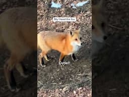 Wild Fox Steals Hat