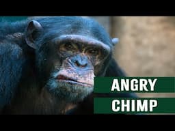 Killer Chimpanzee Attacks African Safari Tour