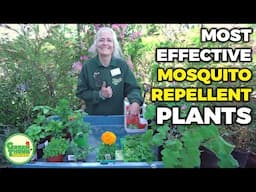 Win the War on Mosquitoes: Add These Plants To Your Garden As Bug Repellents // Green Thumb